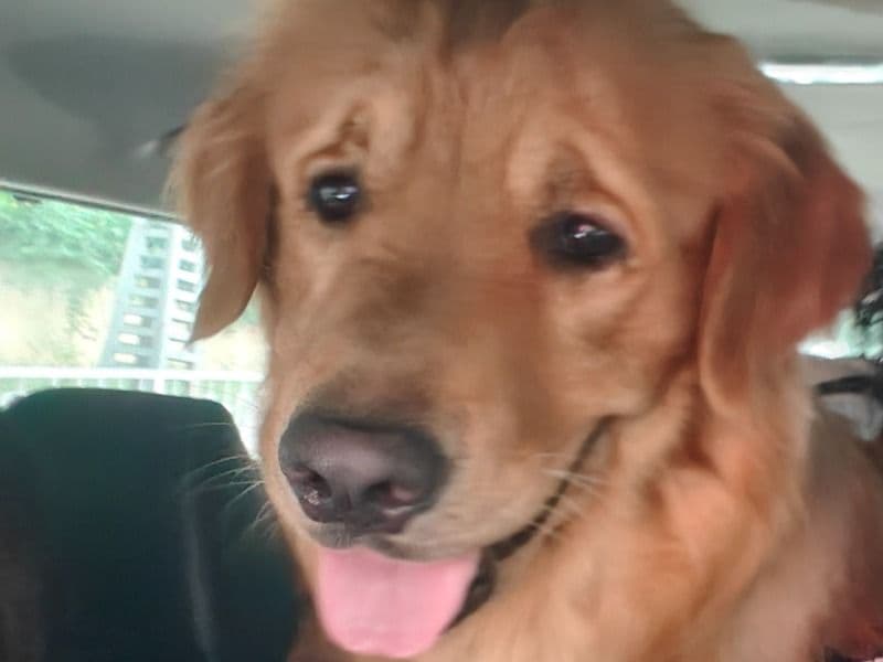Bruno primary photo