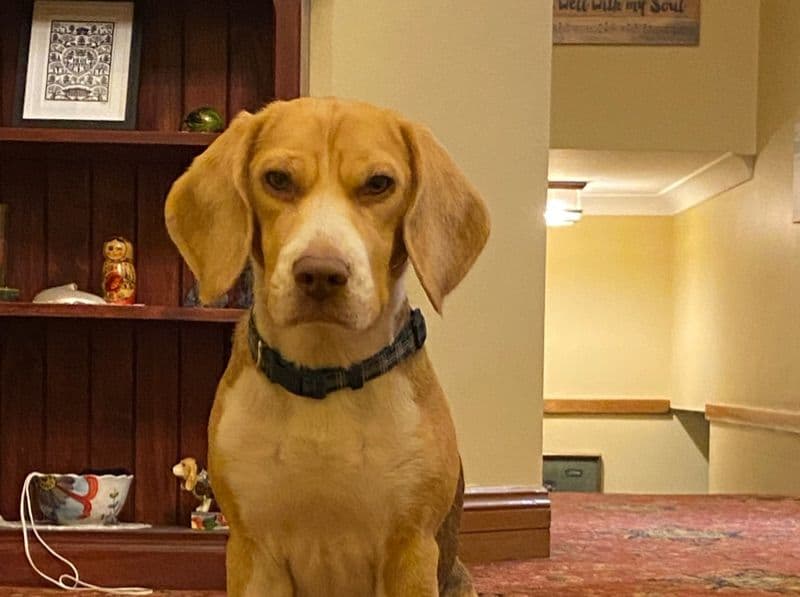 Rosie primary photo