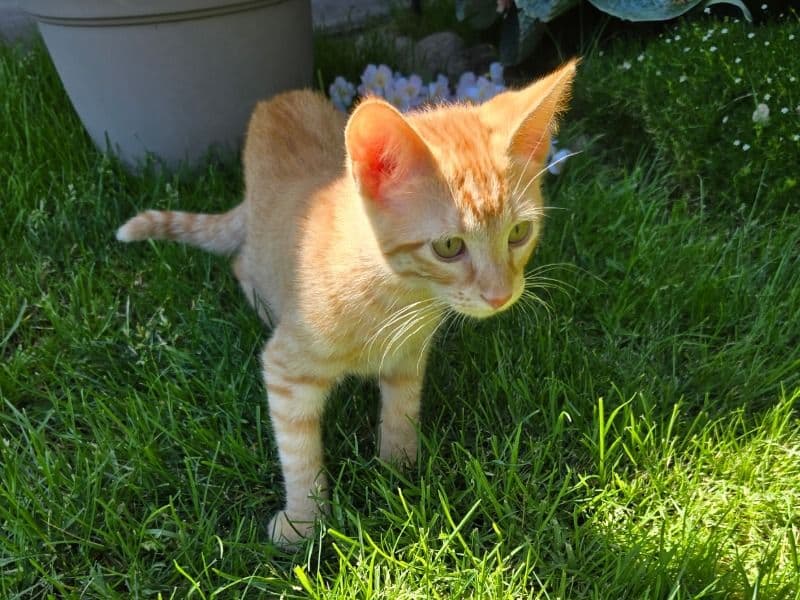 Pete primary photo