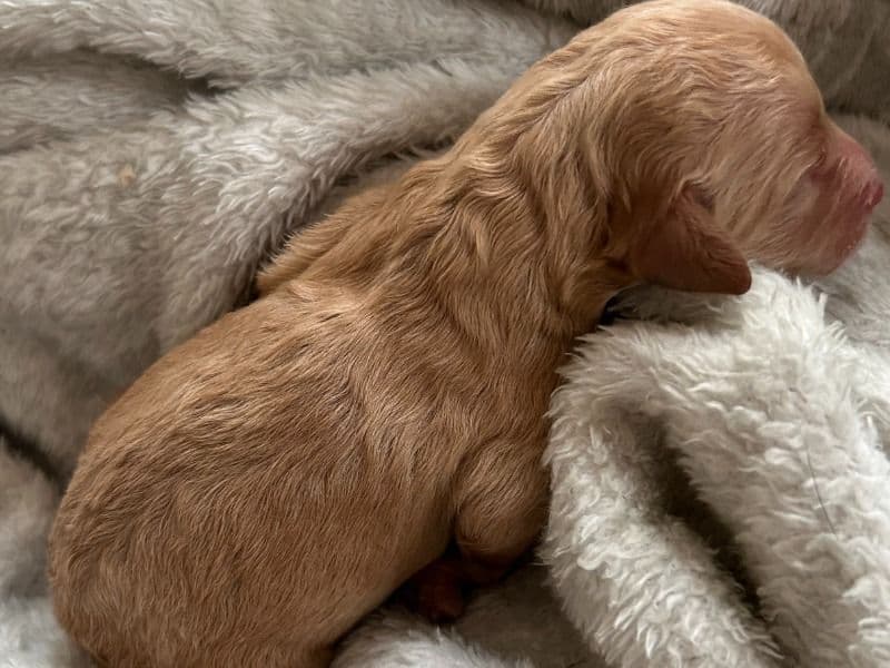 Goldendoodle Puppies For Sale primary photo