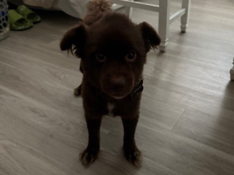 Chocolate primary photo