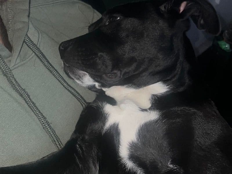 Kiba primary photo