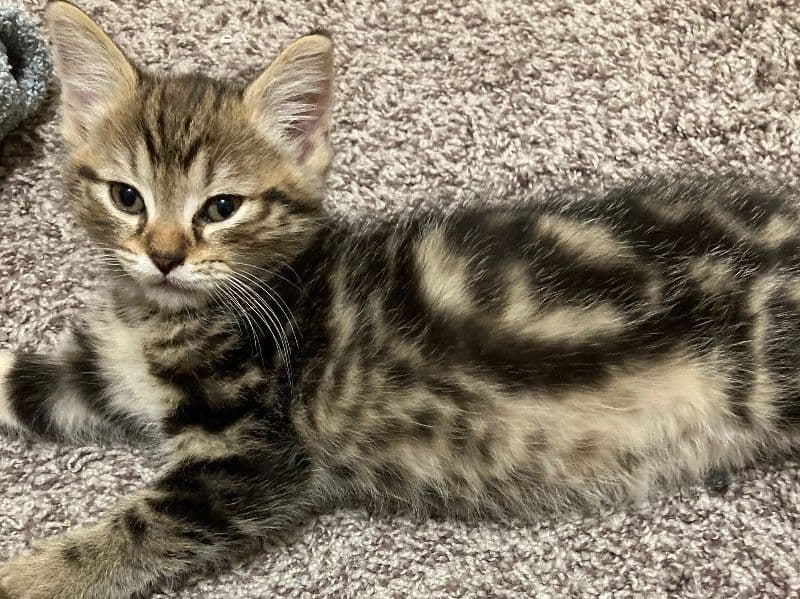 Himalayan/bengal primary photo