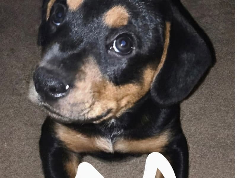Labrabull/pitabor&heeler/beagle Puppies primary photo