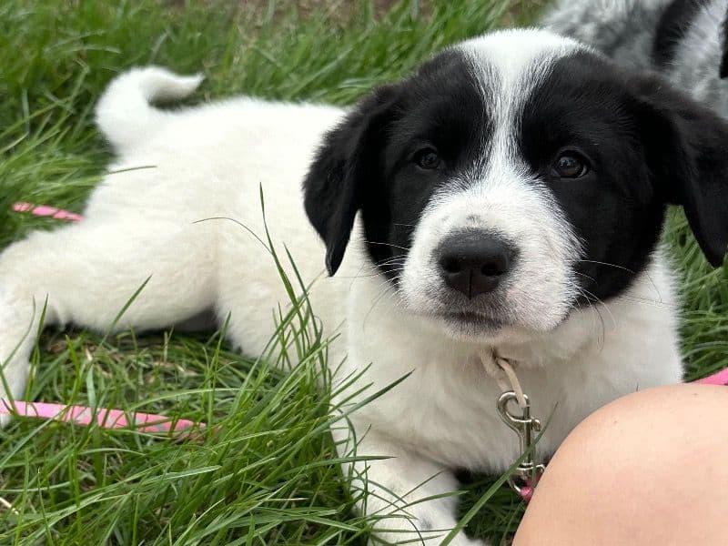 Biscuit primary photo
