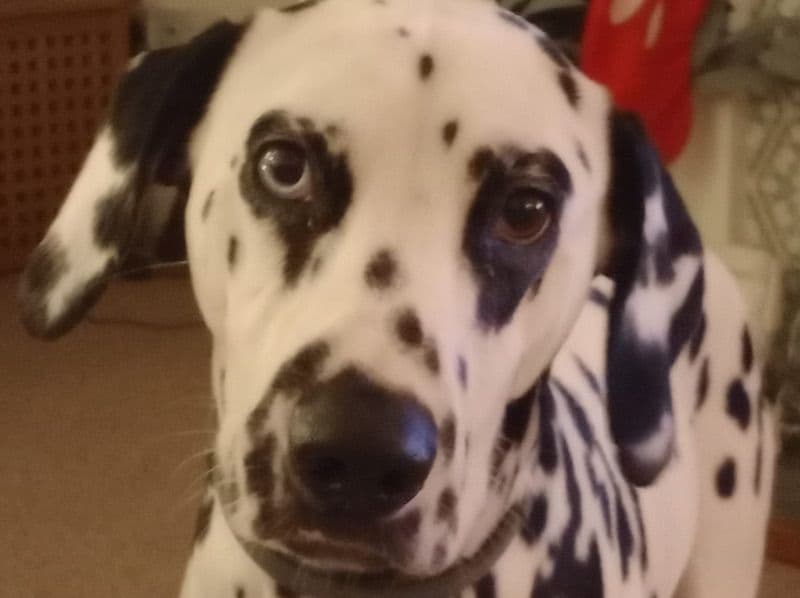 Suki primary photo