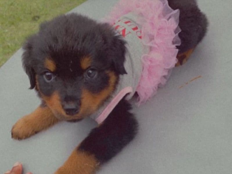 Akc Certified primary photo