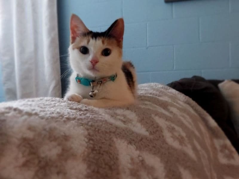 Butterscotch primary photo