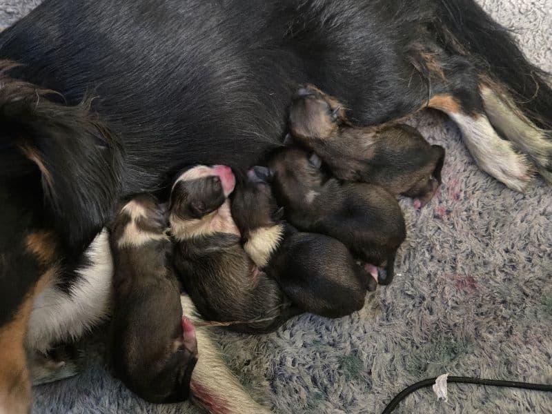Puppies primary photo
