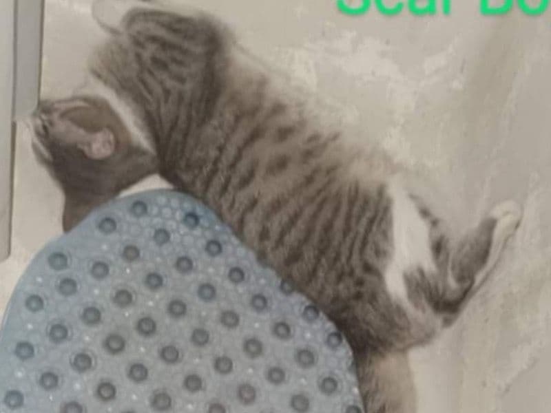 Scar primary photo