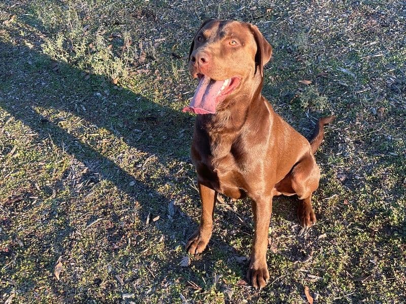 Koda primary photo