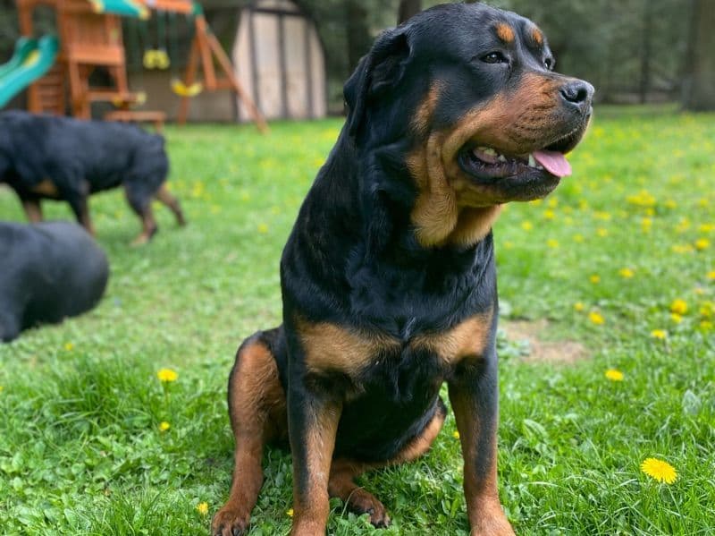 Luna Bear primary photo
