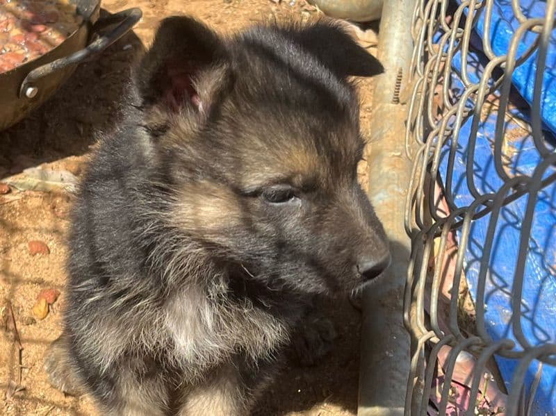 Puppies primary photo