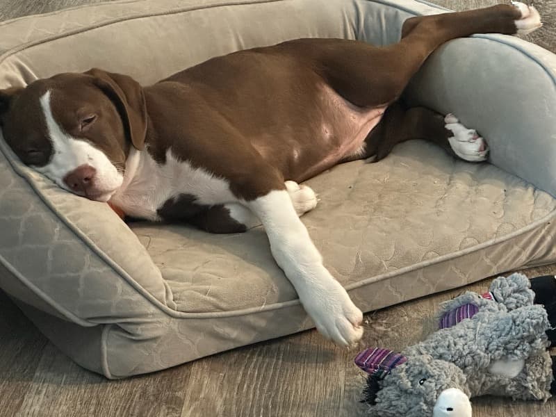 Calhoun/ Lab Mix primary photo