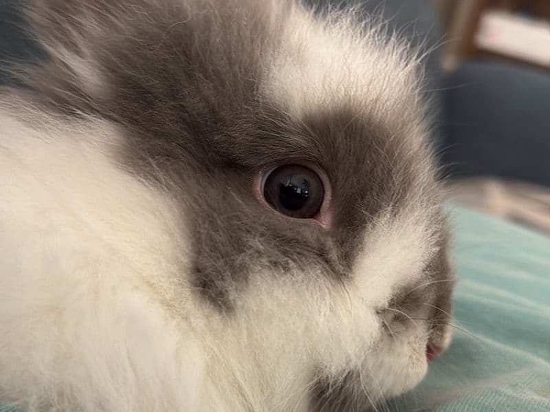 Coco primary photo