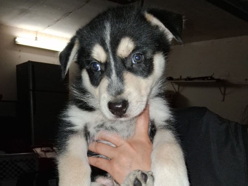 Husky primary photo