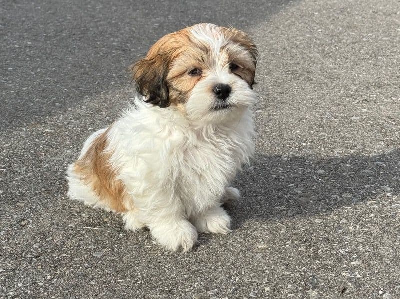 Coco primary photo