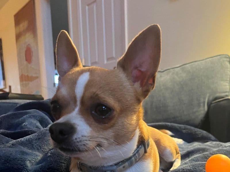 Frankie primary photo