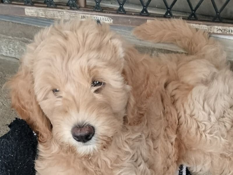 Puppy Female primary photo