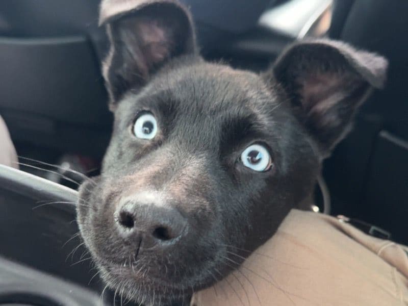 Luna primary photo
