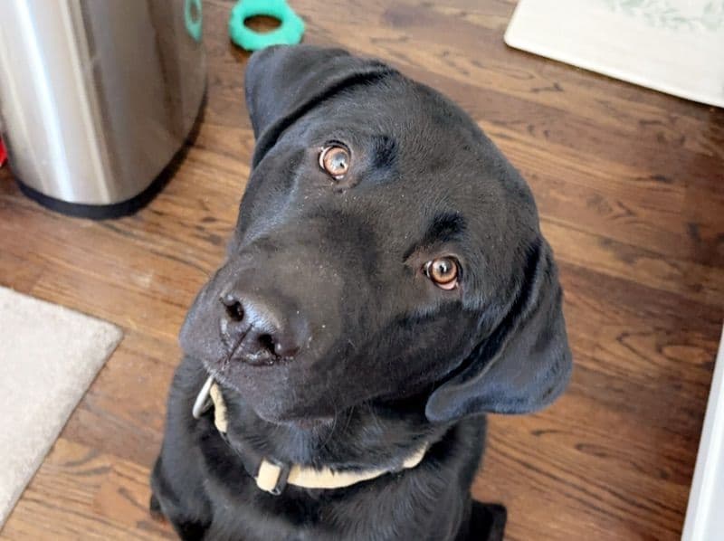 Gunner primary photo