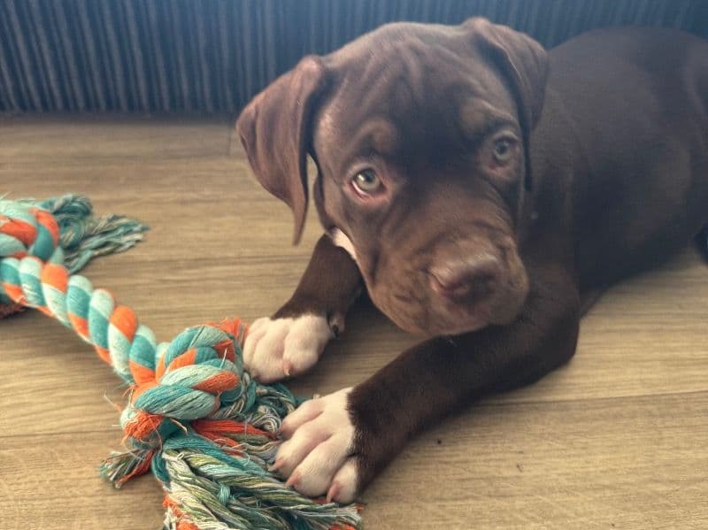 Enzo primary photo