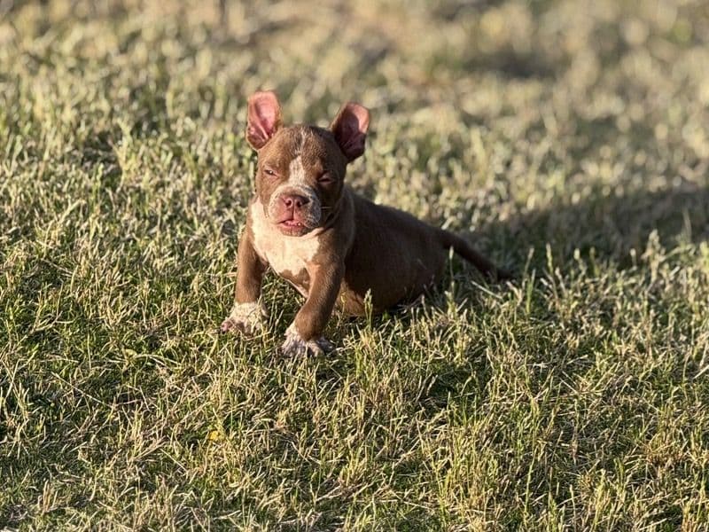 Peanut Butter primary photo