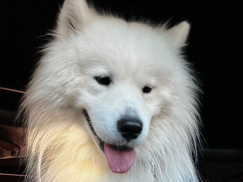 Milo primary photo