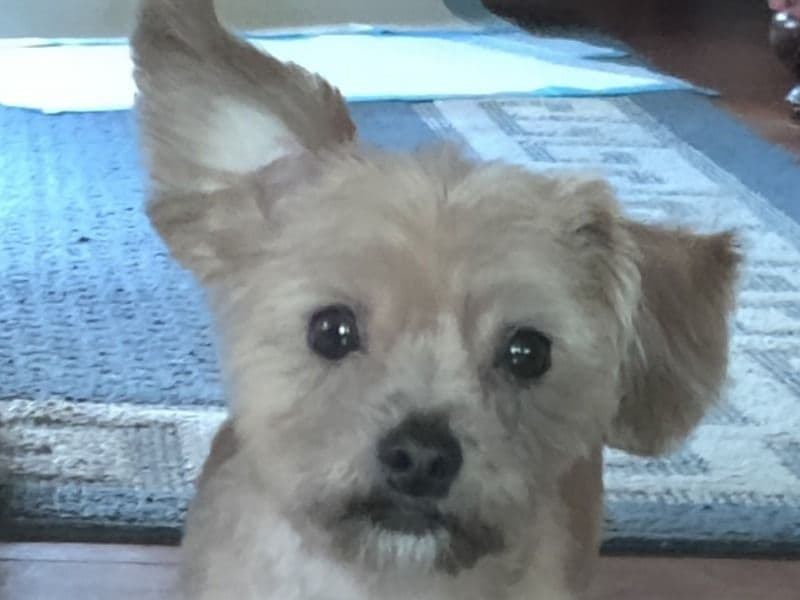 Bruno primary photo