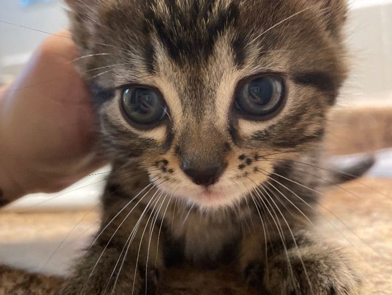 Kitten 1 primary photo