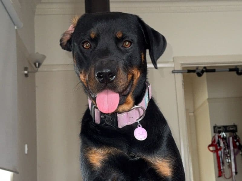 Koa primary photo