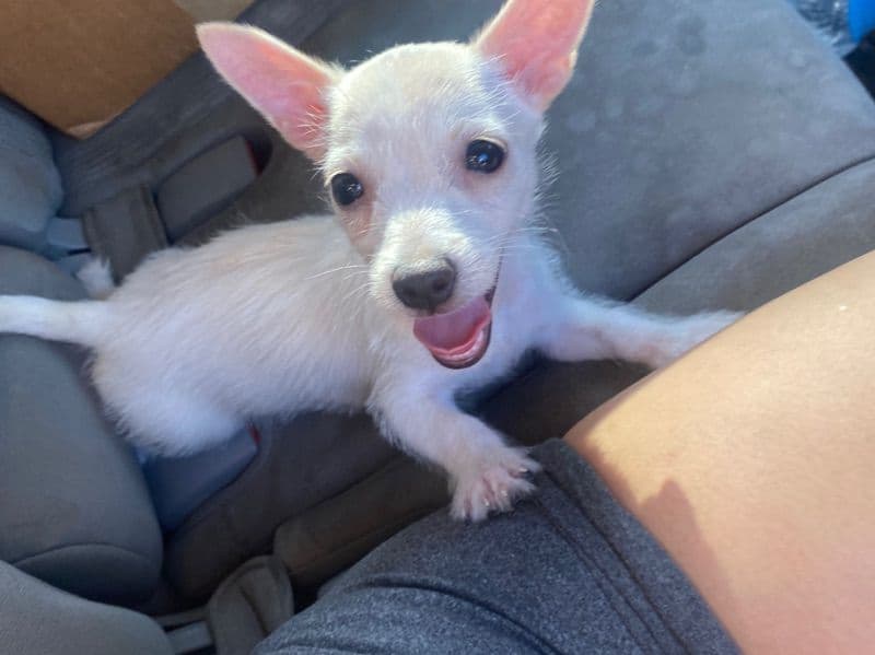 Puppy primary photo