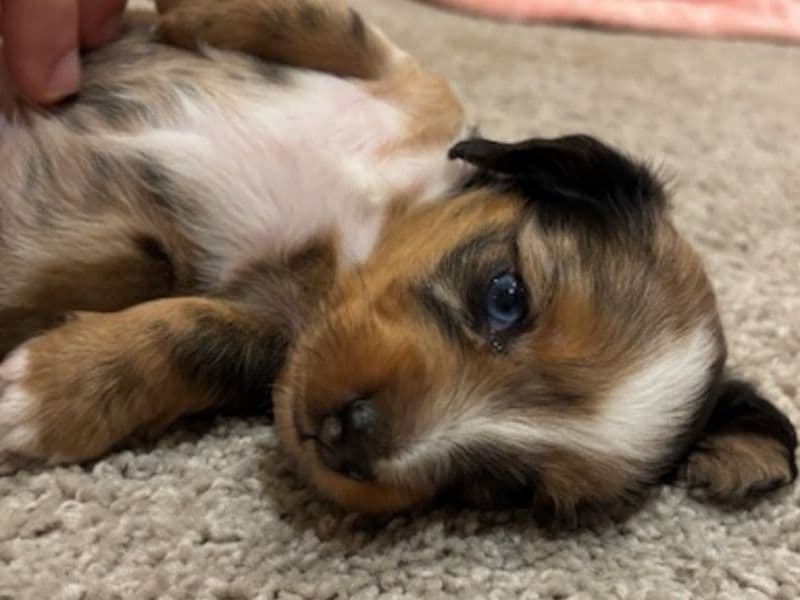 Oddie Dapple Akc primary photo