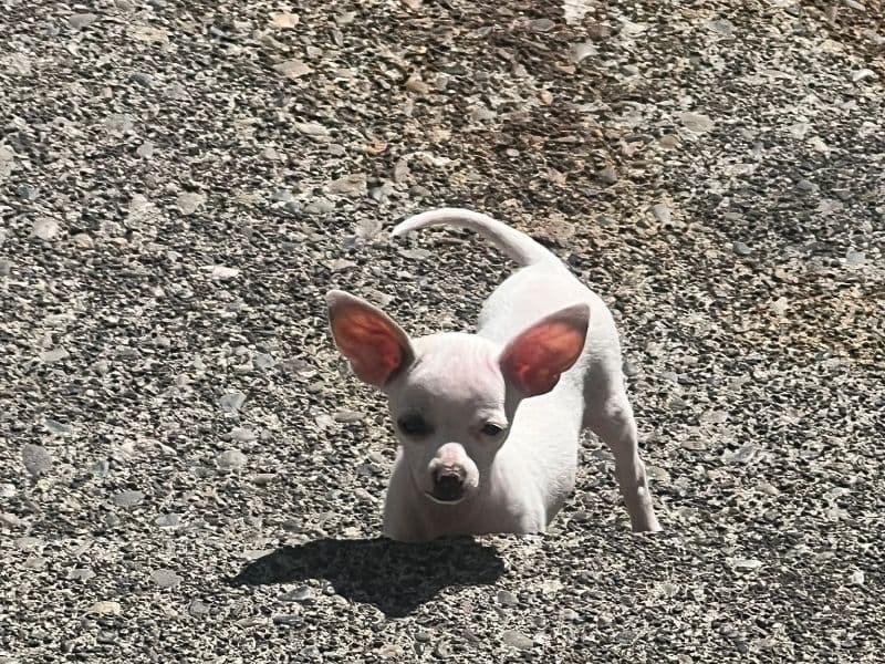 Coco primary photo