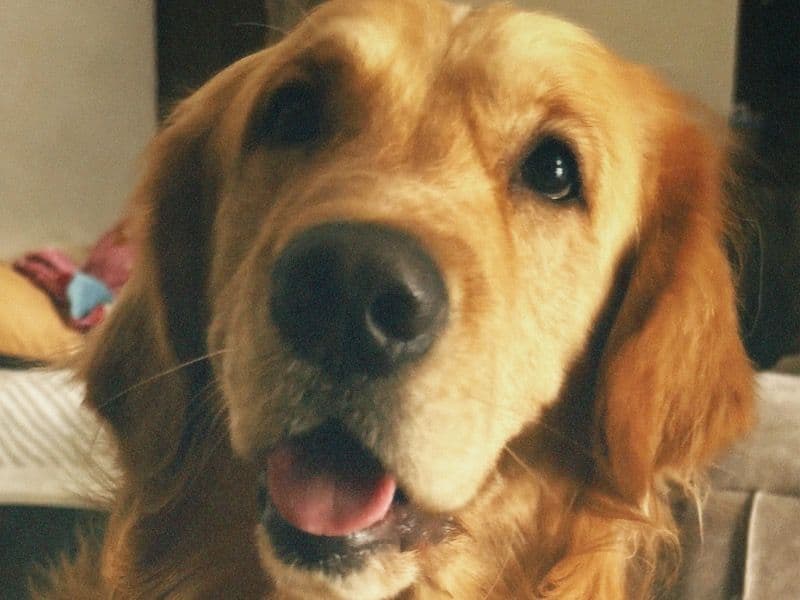Bruno primary photo