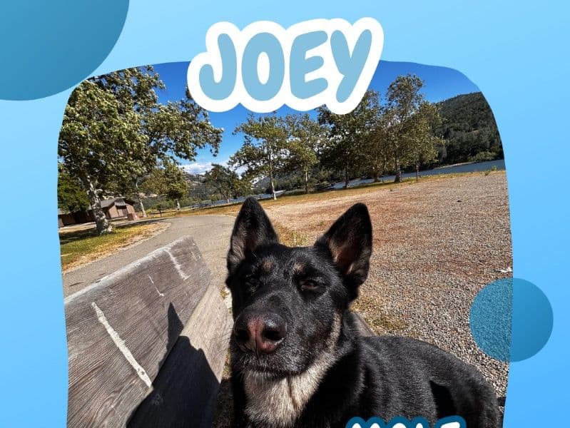 Joey primary photo