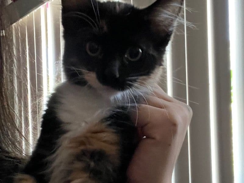 Pretty Girl primary photo