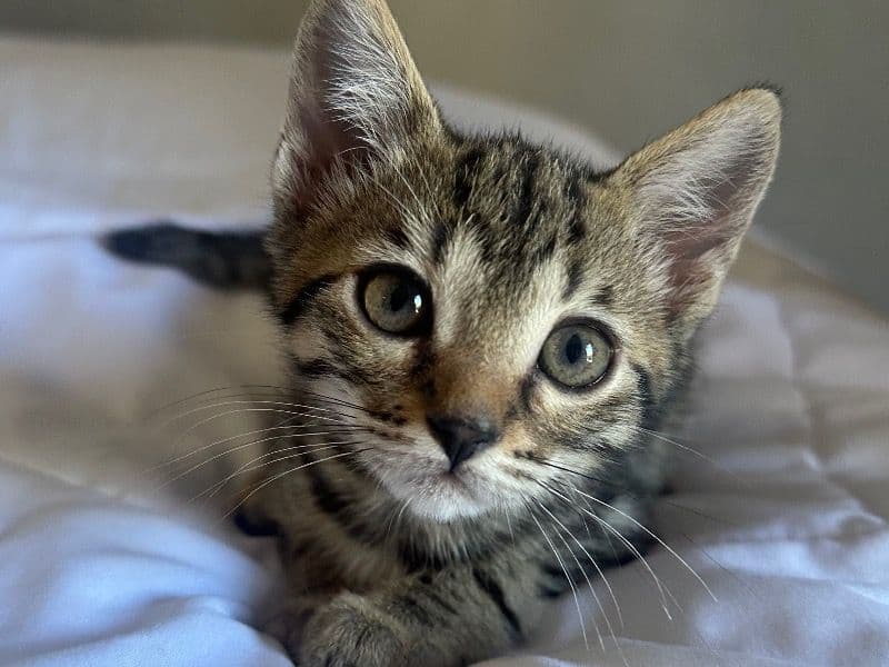 Nala primary photo