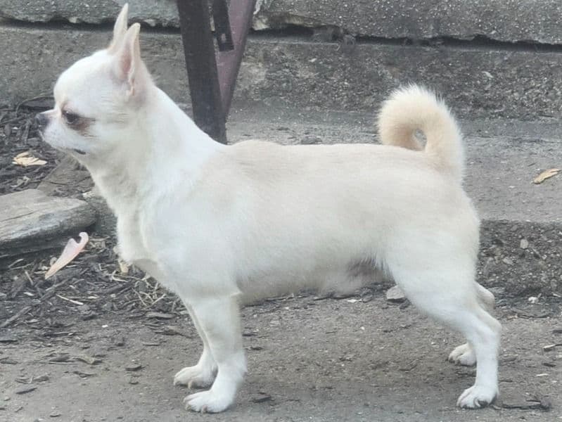 Gio primary photo
