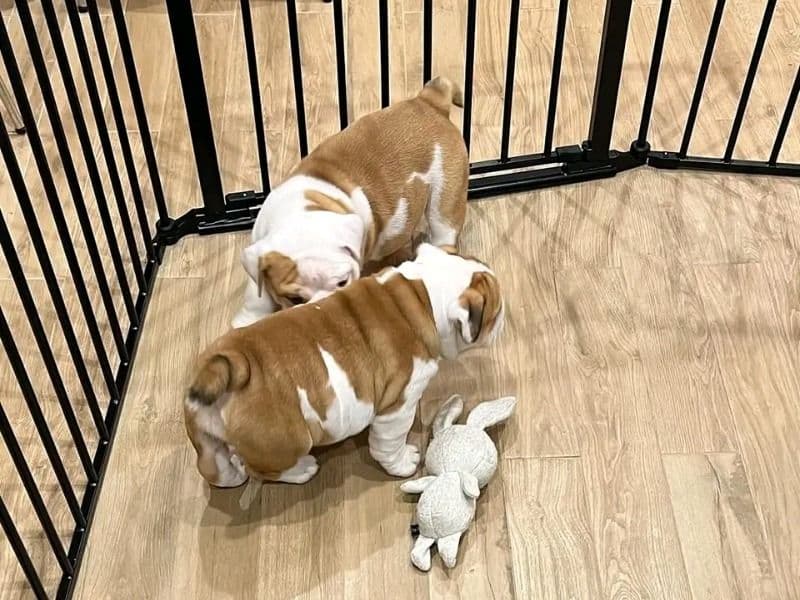 Still A Puppy primary photo
