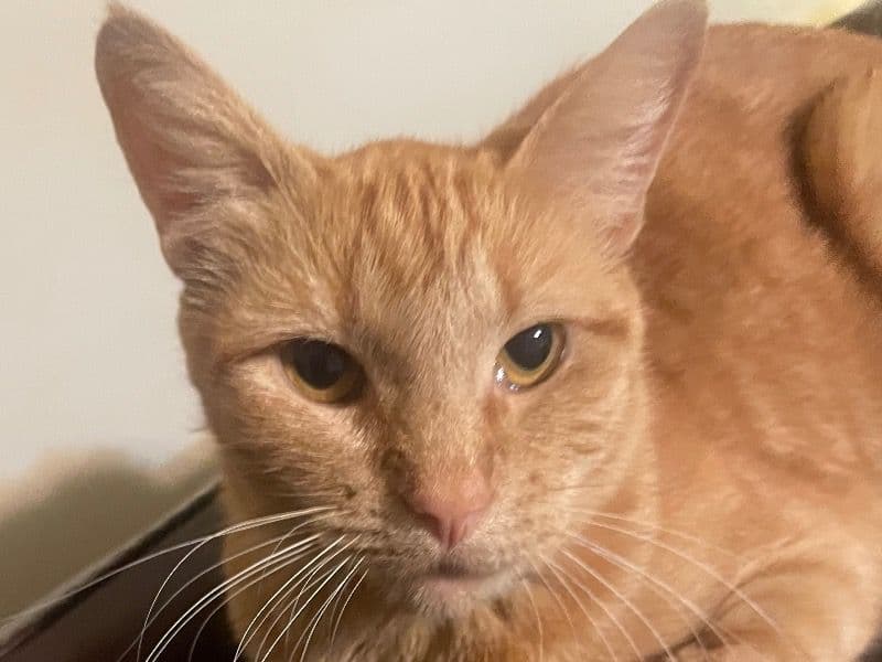 Ginger primary photo