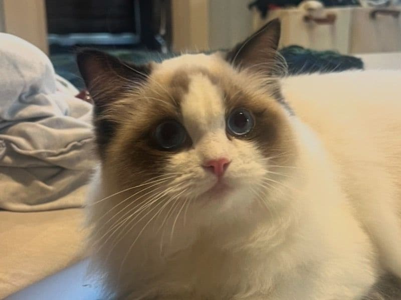 Eloise primary photo