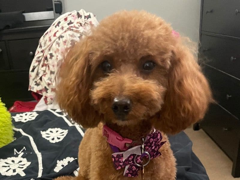 Sugar primary photo