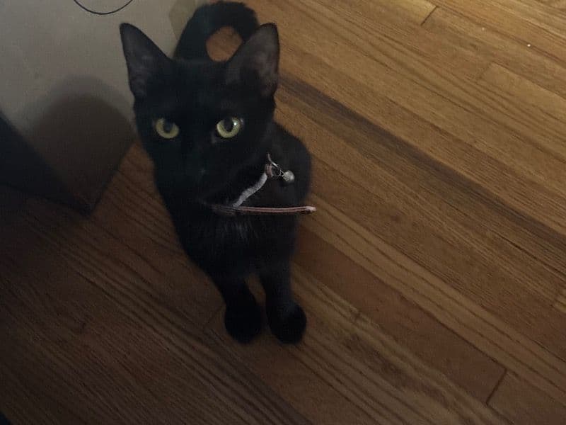 Luna primary photo