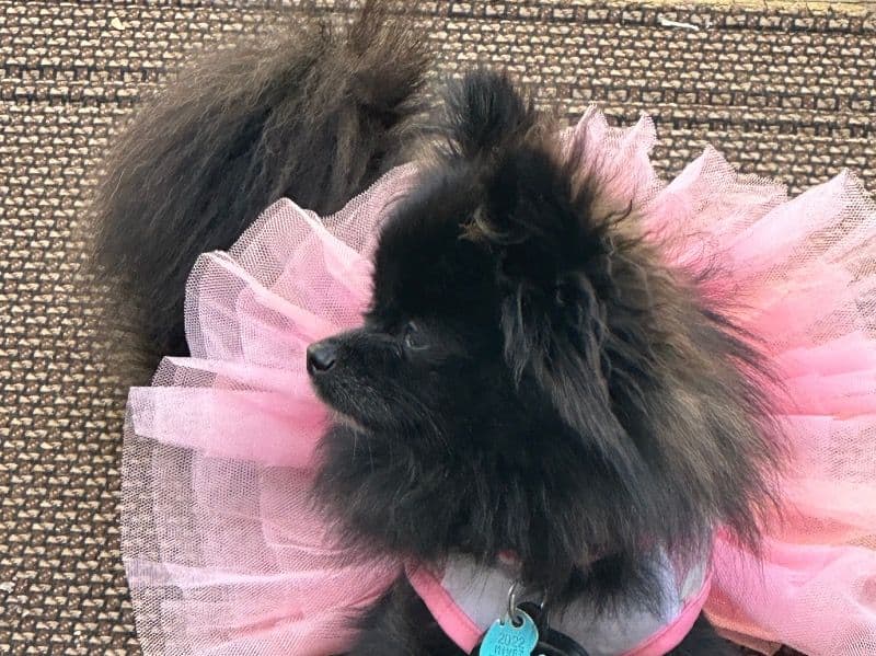 Penelope primary photo