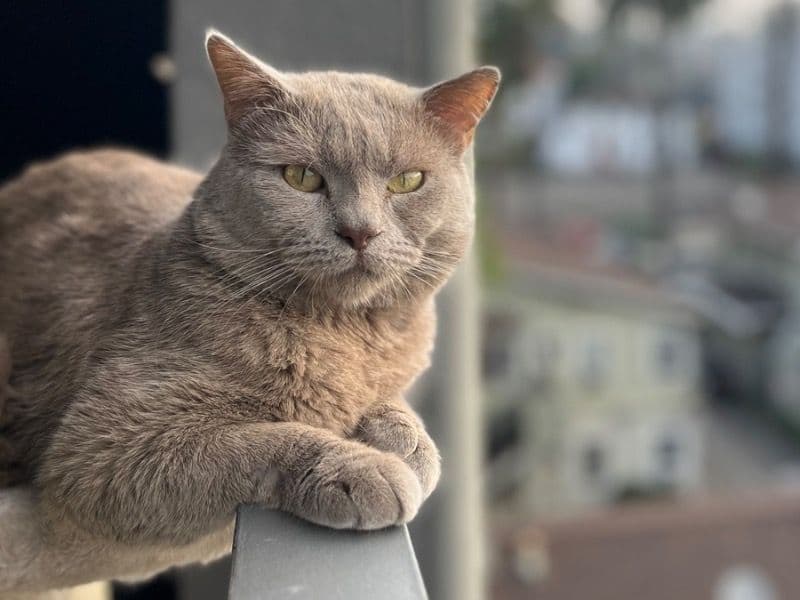 Leo primary photo