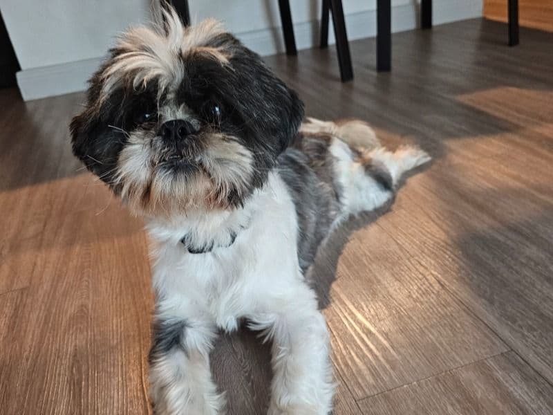Champ primary photo