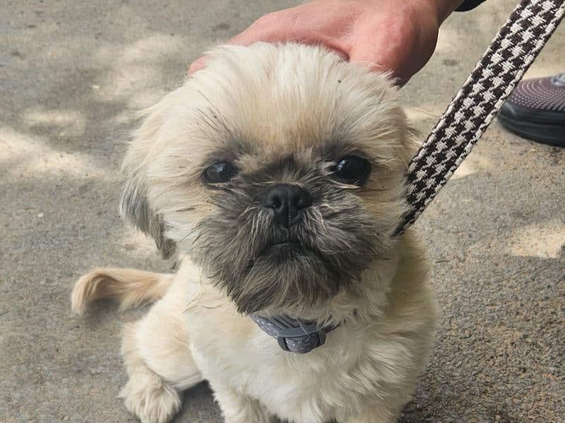 Roxy primary photo
