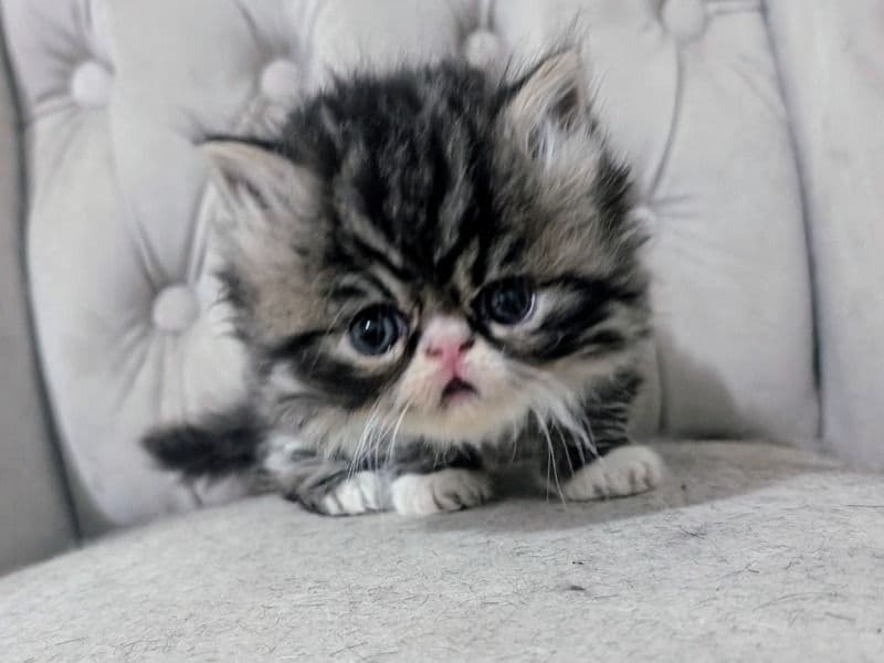 Kitten 2 primary photo