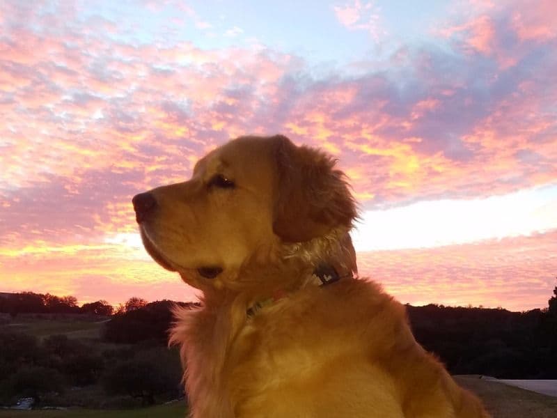 Max primary photo